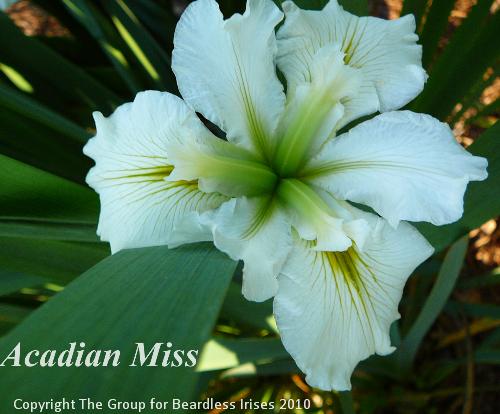 Acadian Miss (2)